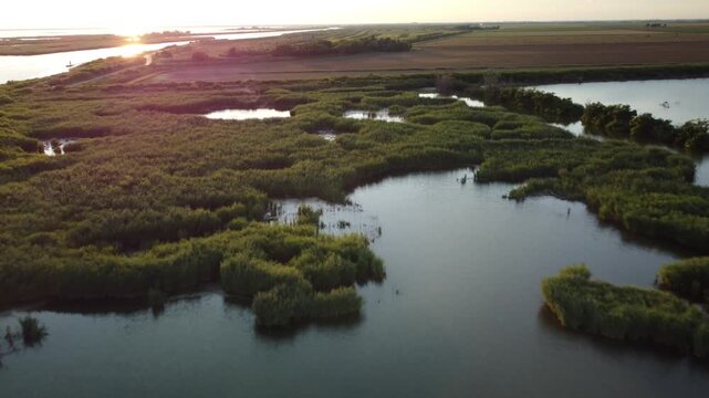 vegetazione alla foce delta del Po 