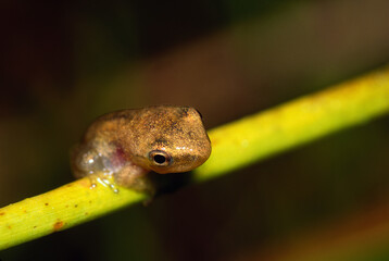 Tree Frog Portrait