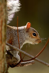 Gray Squirrel Portrait