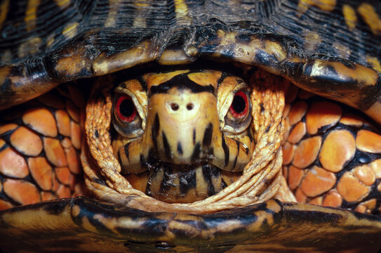 Eastern Box Turtle Head-On