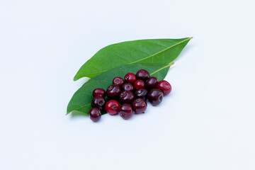 Bay fruit isolated on white, alternative ingredient for herbal medicine