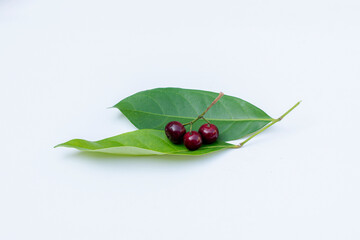 Fototapeta premium Bay fruit isolated on white, alternative ingredient for herbal medicine
