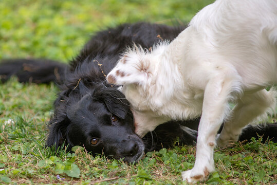 Terrier and Border Collie Playing
