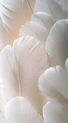 White feather background showing softness and purity