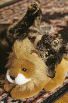 Cat With Toy