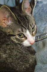 Kitten Curled Up On Denim
