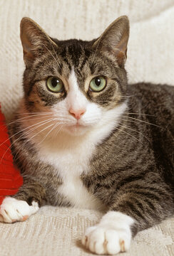 Cat Portrait