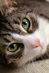 Cat Face