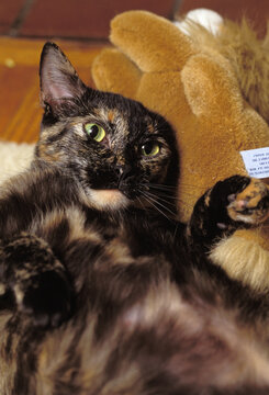 Kitten Reclining On Toy
