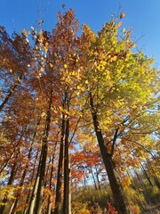 Obraz premium autumn trees in the forest