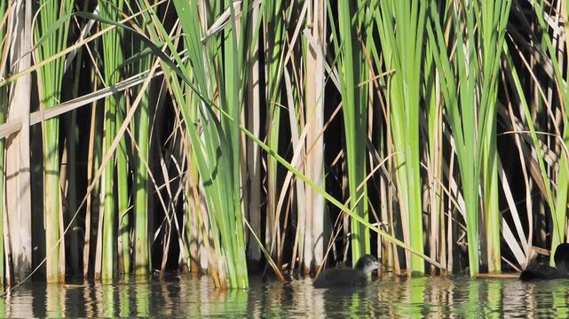 Common coot and baby chick fulica atra swimming on a lake slow motion