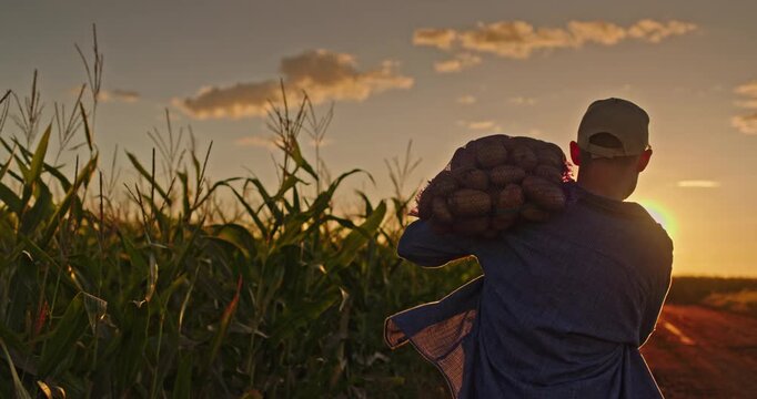 Silhouette of a farmer walking along a dirt road at sunset, carrying a sack of potatoes with cornfields in the background.