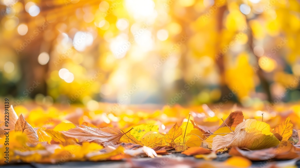 Poster autumn yellow dry maple leaves copy space, autumn leaves with sunlight and blurred yellow autumn for