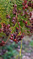 A tree with many small berries on it