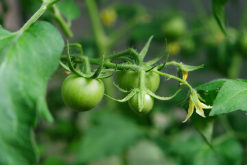 branch with green tomatoes, yellow flower on branch, tomato blossom