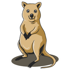 ilustration of quokka