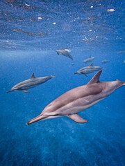 Obraz premium Group of playful dolphins swimming by in Indian Ocean in Mauritius, Africa.