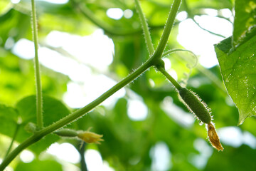 cucumbers hang on the bushes, through the branches you can see the light, the backlight