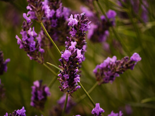 Obraz premium Lavender purple flowers against sunlight bokeh background 
