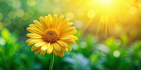 Obraz premium Green textured background with a bright yellow daisy photographed in a spring garden , nature, floral, garden, spring, yellow