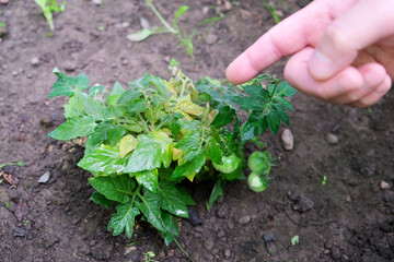 farmer ties up cherry tomato bush