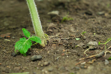 the base of a tomato bush, the trunk of a tomato growing out of the ground