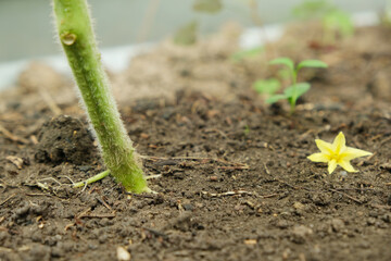 the base of a tomato bush, the trunk of a tomato growing out of the ground