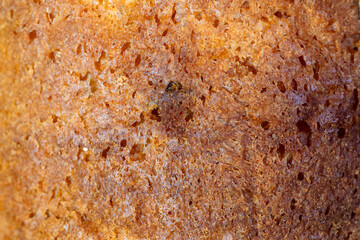 Baked cake texture. Brown baked biscuit closeup