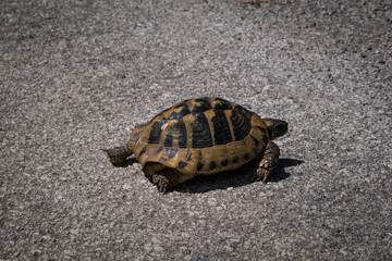 Tortoise turtle on street