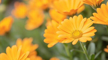 Fototapeta premium Bright yellow daisy flowers blooming in a sunny garden during springtime.