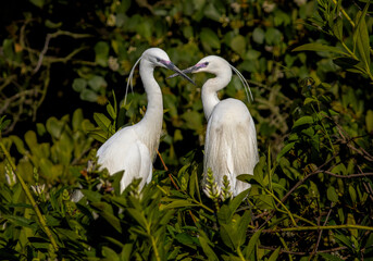 Two great white heron