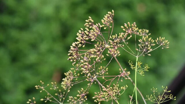 Dill plant producing seeds.  Closeup of Dill plant seeds just before harvesting time