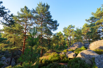 Hillside of the Sablons rocks in Fontainebleau forest