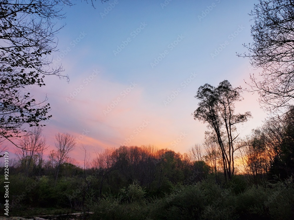 Wall mural sunset in the forest