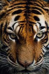 Obraz premium Majestic Tiger Portrait with Intense Gaze