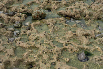 Coastal bottom at low tide at Étretat