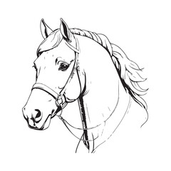 line art on white background. line art horse on white background. sketch style. Vector graphic icon animal.