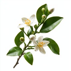 Close up of Orange tree branch with white flowers, buds and leaves. Neroli blossom. Citrus bloom. on an isolated white background