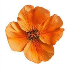 Close up of A Globe-flower orange flower on an isolated white background
