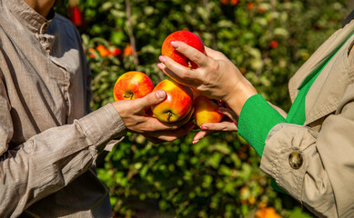 Man and woman hand pick ripe apple. Harvesting from the trees. Apple orchard, harvest time. Man giving girl apples from hands to hands in garden closeup. Apple in a male hand in the forest