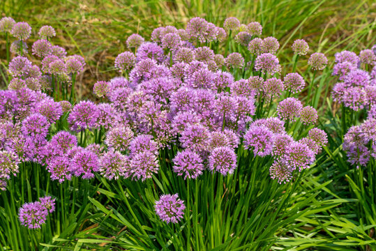 Allium 'Millenium,' Ornamental Onion, In The Native Plant Garden In Wisconsin