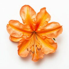Close up of Fresh Oranges Flower, Rhododendron vireya Tropic Glow on an isolated white background 