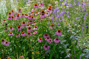Pink Coneflowers Growing In The Native Plant Garden In Summer In Wisconsin