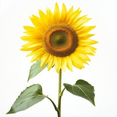 Fototapeta premium Close up of Sunflower on an isolated white background 