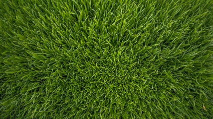 Green Grass Texture: A Nature Background