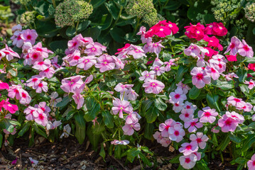 Vinca, Madagascar Periwinkle, Plants Growing In A Park Planter In Wisconsin In Summer