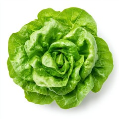 Obraz premium Close up of green butter lettuce vegetable on an isolated white background