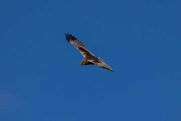 Obraz premium Western marsh harrier in flight