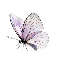 A playful, shiny lavender butterfly isolated.