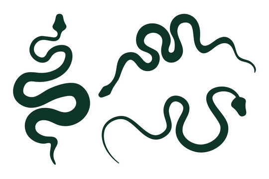 Isolated snake silhouette on white background